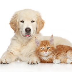 Fido Vs Kitty - Lets Know Them More..